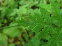 Phytomyza spondylii group