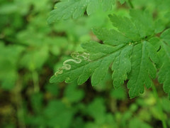 Phytomyza spondylii group