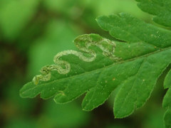 Phytomyza spondylii group