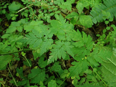 Phytomyza spondylii group