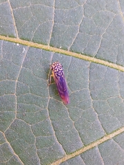 Dilobopterus costalimai