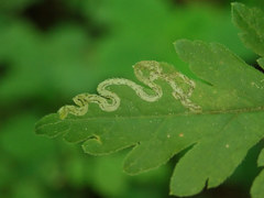 Phytomyza spondylii group