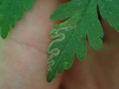 Phytomyza spondylii group