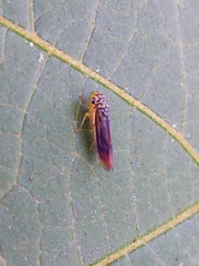 Dilobopterus costalimai