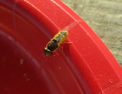 Odontomyia cincta