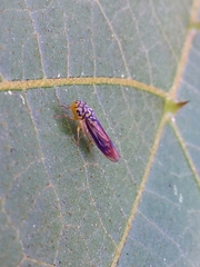 Dilobopterus costalimai