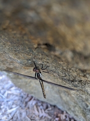 Libellula axilena