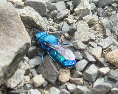 Chrysis subfoveolata