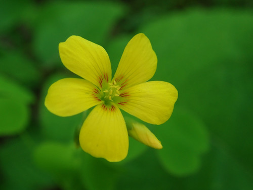 Great yellow woodsorrel (Oxalis grandis)