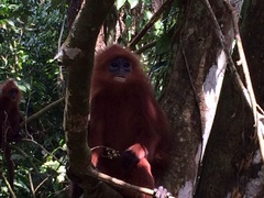 Presbytis rubicunda