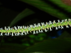 Geonoma umbraculiformis