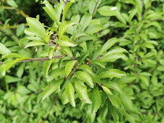 Prunus spinosa