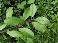 Prunus spinosa