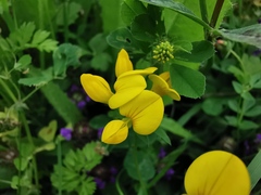 Lotus corniculatus