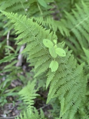 Dennstaedtia punctilobula