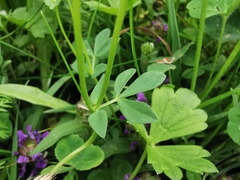 Lotus corniculatus