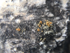 Fungi