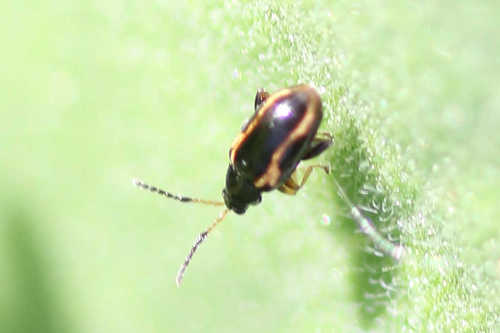 Liebeck's Flea Beetle