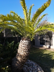 Encephalartos natalensis