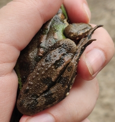 Pelophylax ridibundus