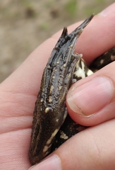 Pelophylax ridibundus