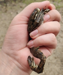 Pelophylax ridibundus