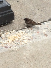 Passer domesticus