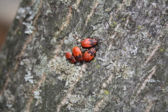 Pyrrhocoris apterus
