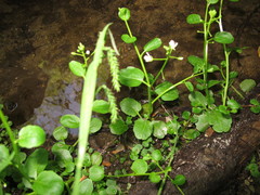 Cardamine rotundifolia