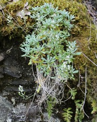 Schivereckia podolica
