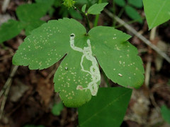 Phytomyza loewii