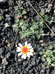 Anthemis aetnensis