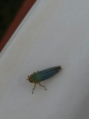 Cicadella