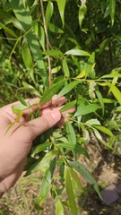 Salix