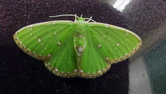 Argyrocosma inductaria