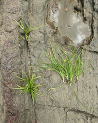 Hypoxis angustifolia