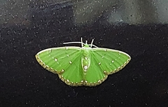 Argyrocosma inductaria