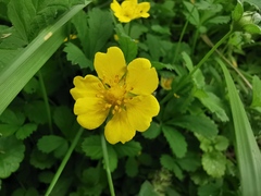 Potentilla verna