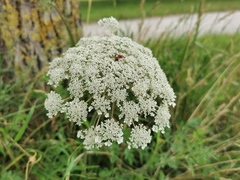 Daucus carota
