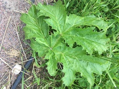 Heracleum sosnowskyi