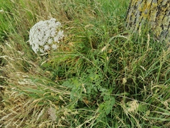 Daucus carota
