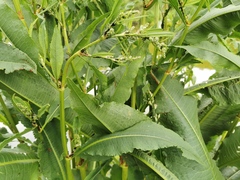 Rumex hydrolapathum