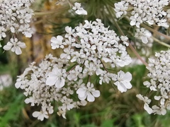 Daucus carota