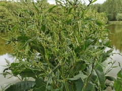Rumex hydrolapathum