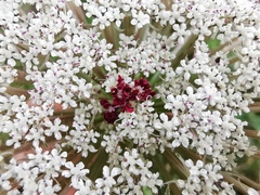 Daucus carota