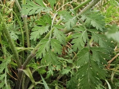 Daucus carota