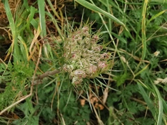 Daucus carota