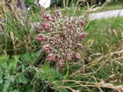 Daucus carota