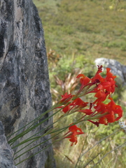 Gladiolus nerineoides