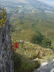 Gladiolus nerineoides